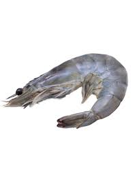 Contoh Udang Yang Popular